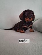 Super mooie ,lieve ruw haar teckel pups, Dieren en Toebehoren, Honden | Teckels en Dashonden, 8 tot 15 weken, Dwerg, CDV (hondenziekte)