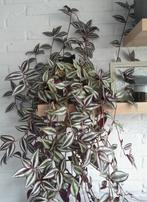 Tradescantia zebrina kamerplant, Ophalen, In pot, Halfschaduw, Minder dan 100 cm