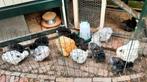 Te koop zijde hoenders, Dieren en Toebehoren, Pluimvee, Mannelijk, Kip