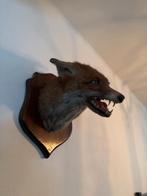 Vossenkop opgezet, Ophalen, Zo goed als nieuw, Overige soorten, Opgezet dier