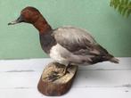 Opgezette eend, Ophalen of Verzenden, Zo goed als nieuw, Vogel, Opgezet dier