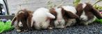 Minilop minilops konijntjes dwerg hangoortjes, Dieren en Toebehoren, Konijnen, Meerdere dieren, Dwerg, Hangoor