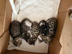 Bengaalse kittens, Dieren en Toebehoren, Katten en Kittens | Overige Katten, Poes