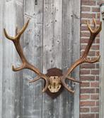 Groot vintage edelhert gewei 12-ender, schedel op schild, Ophalen, Zo goed als nieuw, Hert, Gewei of Kop