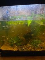 Guppy’s !, Dieren en Toebehoren, Ophalen, Zo goed als nieuw