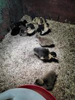 9 stuks indische loopeenden. 8 weken oud, Dieren en Toebehoren, Meerdere dieren, Eend