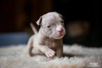 Nest Aankondiging American Pocket Bully, Parvo, 8 tot 15 weken, Bulldog, Meerdere