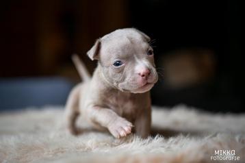 Nest Aankondiging American Pocket Bully beschikbaar voor biedingen