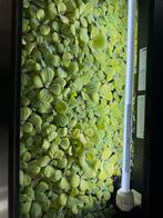 Drijfplanten aquarium, Ophalen, Overige typen