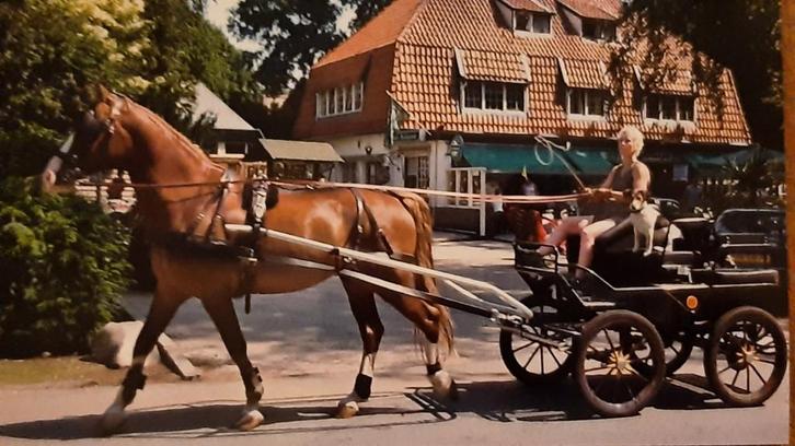 Zeer mooi robuust mentuig. Enkelspan full size., Dieren en Toebehoren, Paarden en Pony's | Hoofdstellen en Tuigage, Ophalen of Verzenden