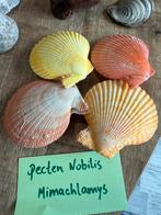 Pecten Nobilis, Ophalen of Verzenden