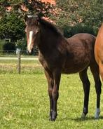Intressant gefokt New Forest hengstveulen, Dieren en Toebehoren, Pony's, Hengst, Niet van toepassing, 0 tot 2 jaar