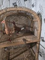 Duiven te koop, Meerdere dieren, Overige soorten