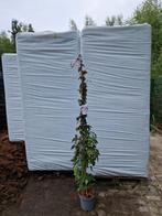 Klimplanten XXL meerdere soorten, Ophalen, Overige soorten, Minder dan 100 cm