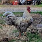 Gezocht: Groekoekhaan of andere grote (koekoek)haan., Dieren en Toebehoren, Pluimvee, Meerdere dieren, Kip