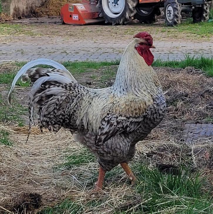 Gezocht: Groekoekhaan of andere grote (koekoek)haan., Dieren en Toebehoren, Pluimvee, Kip, Meerdere dieren