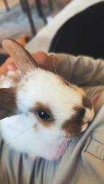 Konijn, Dieren en Toebehoren, Konijnen, Mannelijk, Dwerg, 0 tot 2 jaar