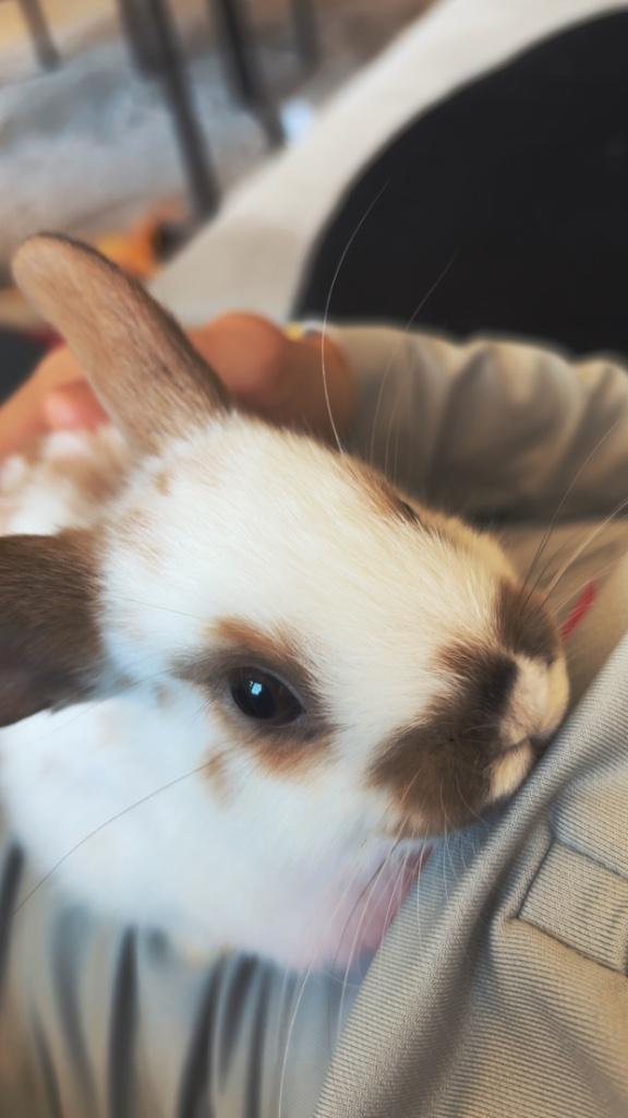 Konijn, Dieren en Toebehoren, Konijnen, Dwerg, Mannelijk, 0 tot 2 jaar