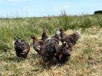 Wyandotte kriel kippen goudblauw gezoomd gesekst + ingeënt, Dieren en Toebehoren, Pluimvee, Vrouwelijk, Kip