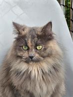 Prachtige Britse Langhaar poes., Dieren en Toebehoren, Katten en Kittens | Raskatten | Langhaar, Poes, Ontwormd