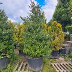 Hulst XXL | Ilex x meserveae Blue Maid, 100 tot 250 cm, Volle zon, In pot, Overige soorten