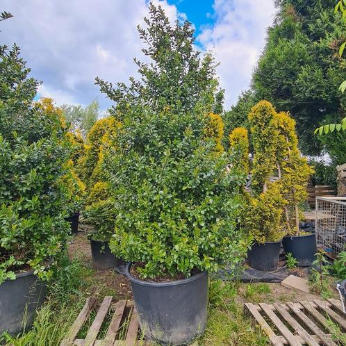 Hulst XXL | Ilex x meserveae Blue Maid, Tuin en Terras, Planten | Bomen, Overige soorten, 100 tot 250 cm, Volle zon, In pot, Ophalen of Verzenden