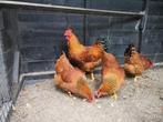 New Hampshire broedeieren te koop, Dieren en Toebehoren, Pluimvee, Geslacht onbekend, Kip