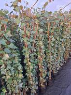 Hedera gestokt diverse maten - klimop, Ophalen, Vaste plant, Bloeit niet, Halfschaduw