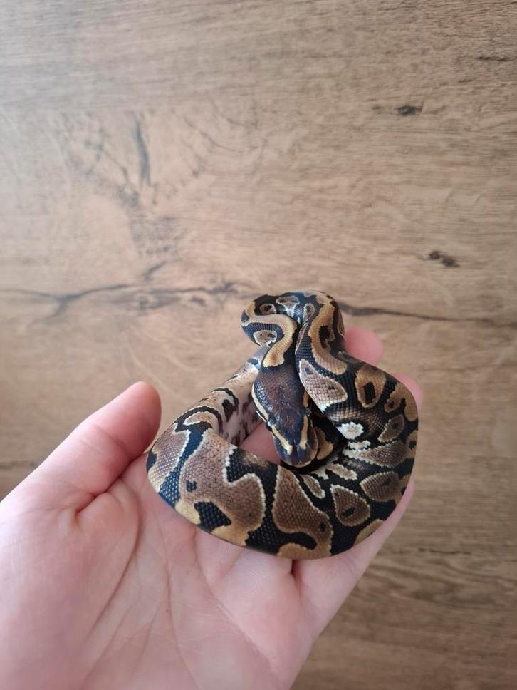 Mooi wildkleur pos het ghost/hypo man nk25