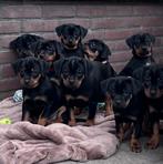 Carlin Pinscher pups, Dieren en Toebehoren, Honden | Bulldogs, Pinschers en Molossers, Parvo, 8 tot 15 weken, Meerdere, Meerdere dieren