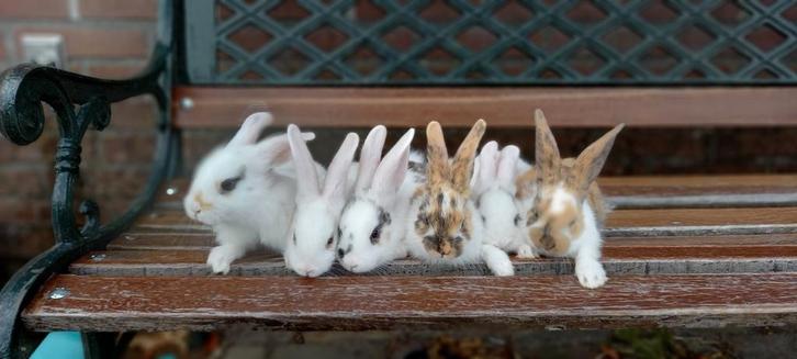 6 jonge konijnen te koop, Dieren en Toebehoren, Konijnen, Middelgroot, Meerdere dieren, 0 tot 2 jaar