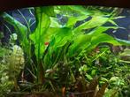 Amazone zwaard plant - Echinodorus amazonicus, Dieren en Toebehoren, Vissen | Aquaria en Toebehoren, Ophalen, Nieuw, Plant(en), Steen of Hout