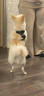 Pomeriaan Ringo zoekt nieuw thuis – €450, Uitlaatservice