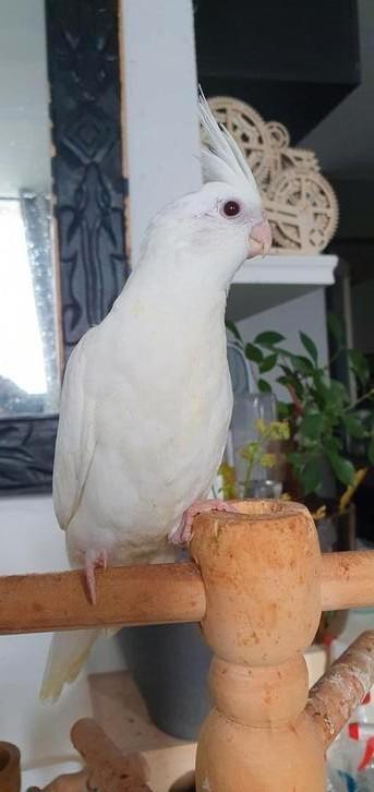 Valkparkiet Wit Albino, Dieren en Toebehoren, Vogels | Parkieten en Papegaaien, Parkiet, Geslacht onbekend