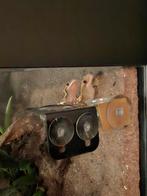 Koppel wimpergekko's, Dieren en Toebehoren, Hagedis, 0 tot 2 jaar