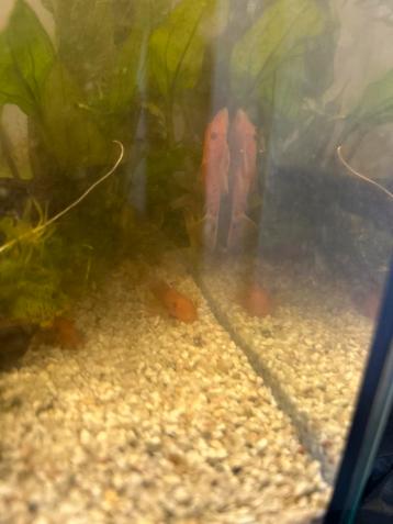 Ancistrus red beschikbaar voor biedingen