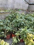 Pachysandra terminalis | bodembedekkers | vaste planten, Tuin en Terras, Planten | Tuinplanten, Ophalen of Verzenden, Bloeit niet