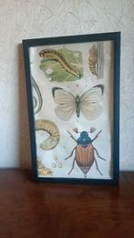 Oude Schoolplaat Insecten, Ophalen of Verzenden, Natuur en Biologie