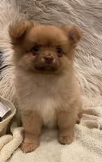 Lieve vrolijke pomchi pup teefje, Dieren en Toebehoren, Honden | Chihuahua's en Gezelschapshonden, Rabiës (hondsdolheid), 8 tot 15 weken