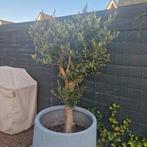 Olijfboom in pot, Tuin en Terras, Planten | Bomen, Bloeit niet, 100 tot 250 cm, Olijfboom, Ophalen