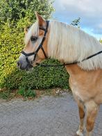 Sport haflinger te koop, Dieren en Toebehoren, Ruin, Minder dan 160 cm, Dressuurpaard