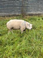 Te koop: Ruime Texelse dekram, Dieren en Toebehoren, Mannelijk, Schaap, 0 tot 2 jaar
