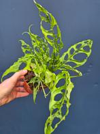 Monstera Obliqua Peru p12