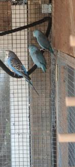 2 forpussen, Meerdere dieren, Dwergpapegaai of Agapornis
