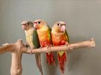 Jongen Pyrrhura, Dieren en Toebehoren, Vogels | Parkieten en Papegaaien, Geslacht onbekend, Parkiet, Geringd