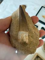 Plesiosaurus Tand Fossiel, Verzamelen, Mineralen en Fossielen, Ophalen of Verzenden, Fossiel