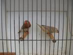 koppeloranjeborst zwartborst bruine zebravinken, Dieren en Toebehoren, Vogels | Overige Vogels, Meerdere dieren