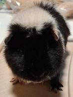 US Teddy beertje van oktober 2024, Dieren en Toebehoren, Cavia, Mannelijk, Tam, Oktober