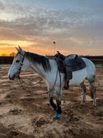 Quarter Paint Horse te koop, Dieren en Toebehoren, Ophalen, Zo goed als nieuw