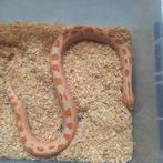 1.1 Heterodon nasicus albino super red anaconda nk.22, Dieren en Toebehoren, Slang, 3 tot 6 jaar